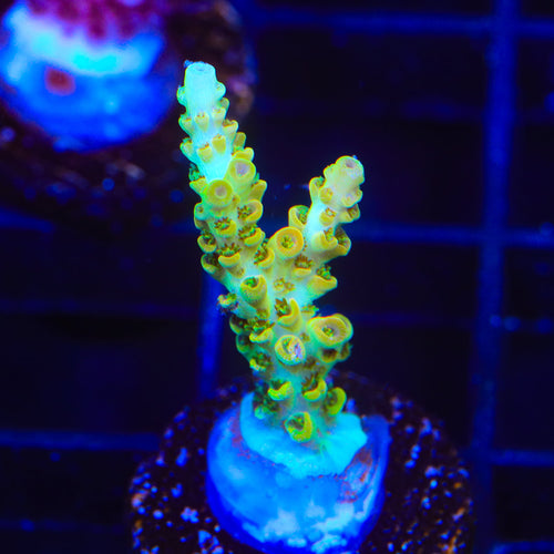 TSA Dan Aykroyd Acropora Coral