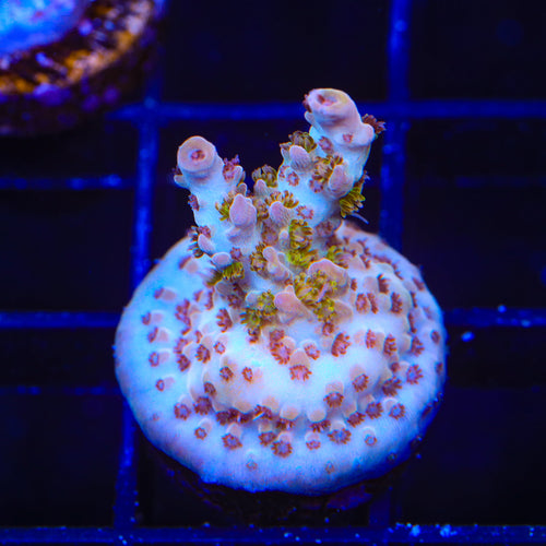 TSA Sparkler Acropora Coral