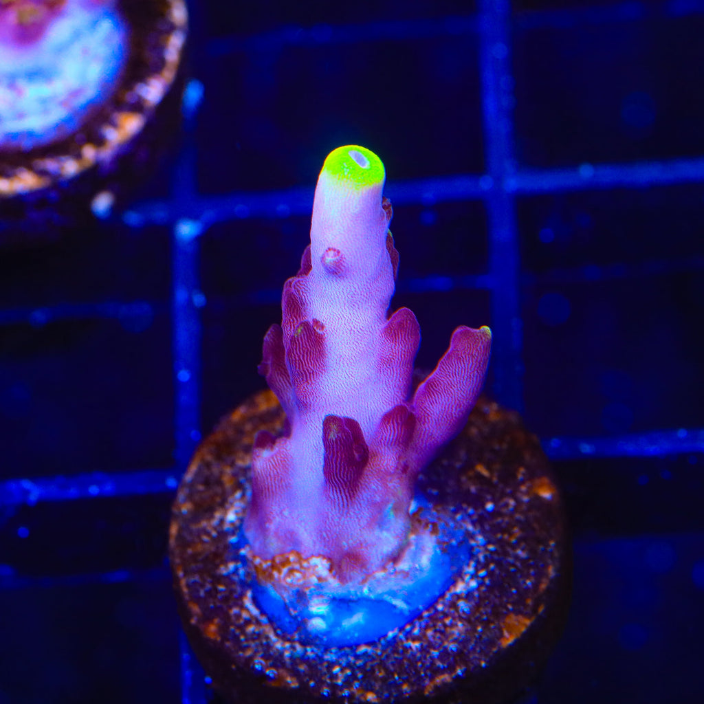JF Fox Flame Acropora Coral