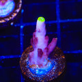 JF Fox Flame Acropora Coral
