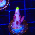 JF Fox Flame Acropora Coral
