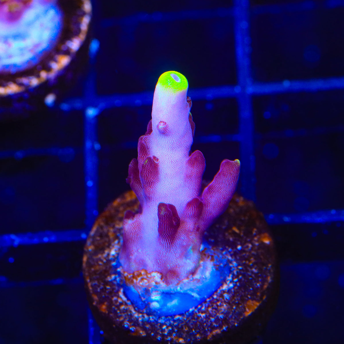 JF Fox Flame Acropora Coral