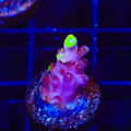 JF Fox Flame Acropora Coral