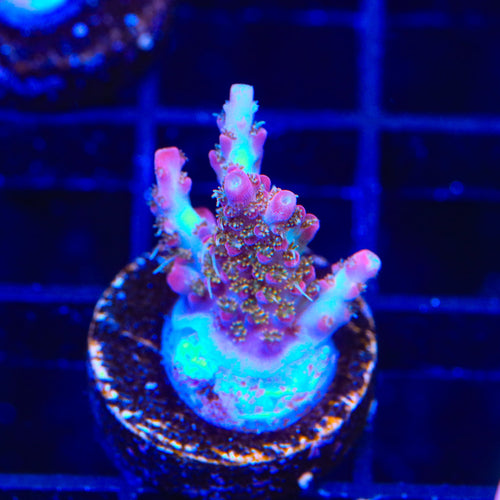 TSA Lavender Haze Acropora Coral