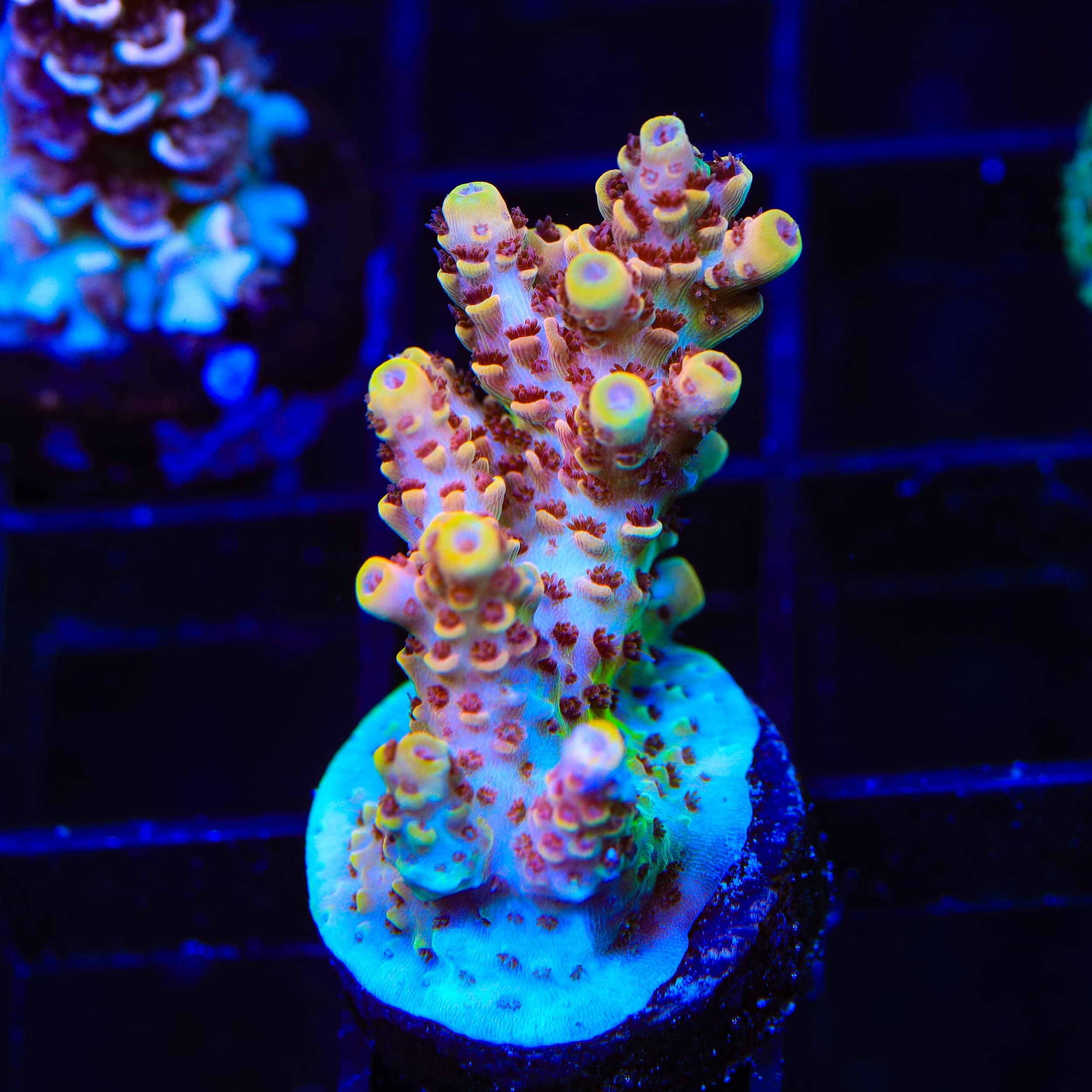TSA Lion O Acropora Coral