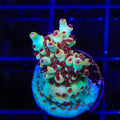 TSA Crayola Twist Acropora Coral