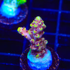 TGC Red Cadillac Acropora Coral