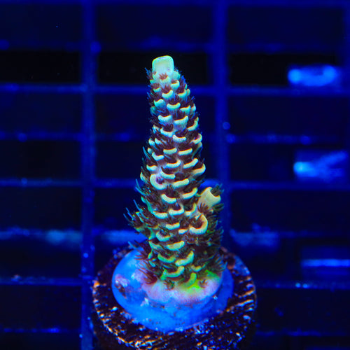 TSA Rick Moranis Acropora Coral