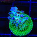 TSA Mossberry Acropora Coral