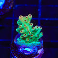 TSA Crayola Twist Acropora Coral