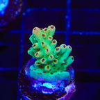 TSA Crayola Twist Acropora Coral