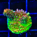 TSA Carolina Reaper Acropora Coral