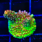 TSA Carolina Reaper Acropora Coral