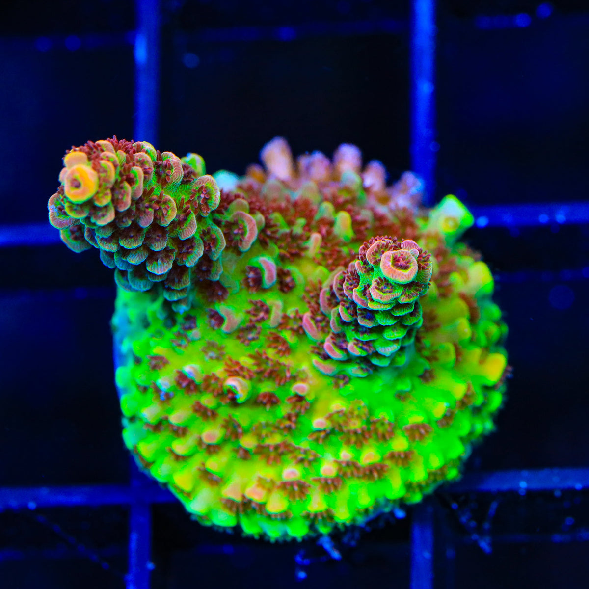 TSA Carolina Reaper Acropora Coral