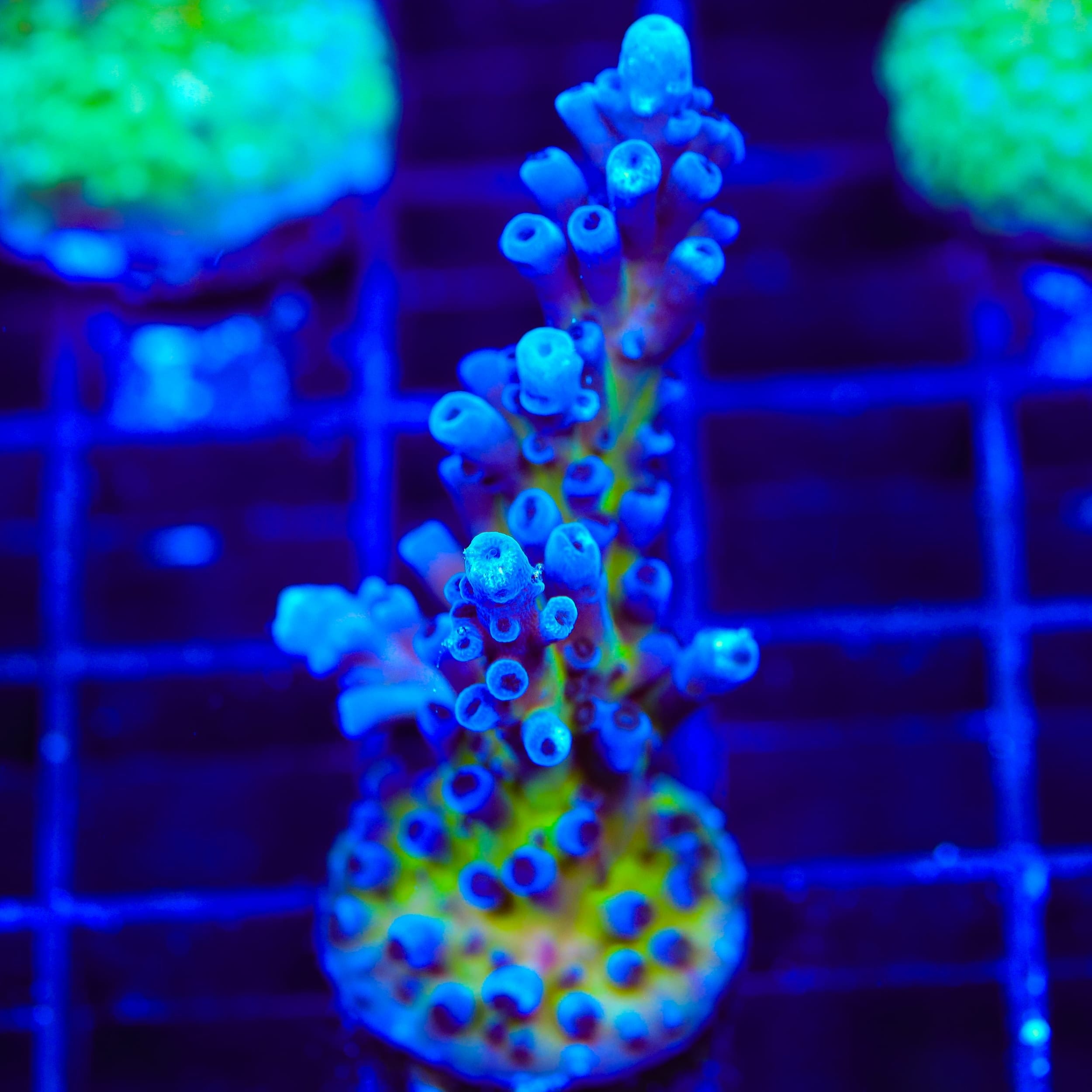 RR Aussie Gold Acropora XL Frag Coral