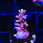 Little Red Ferrari Acropora Coral