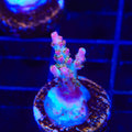 TSA Lavender Haze Acropora Coral