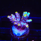 TSA Spyro the Dragon Acropora Coral