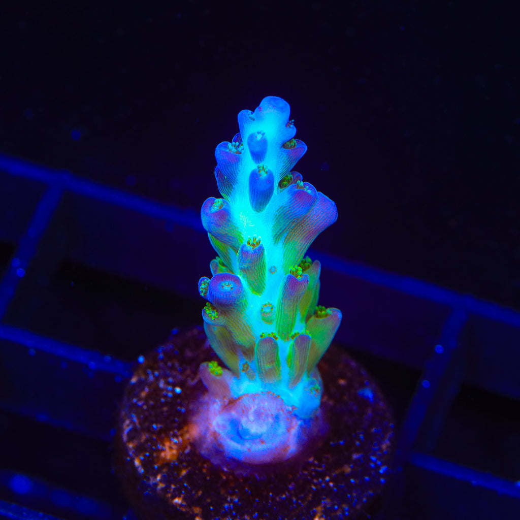 ORA Pearlberry Acropora Coral