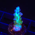 ORA Pearlberry Acropora Coral
