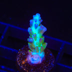 ORA Pearlberry Acropora Coral