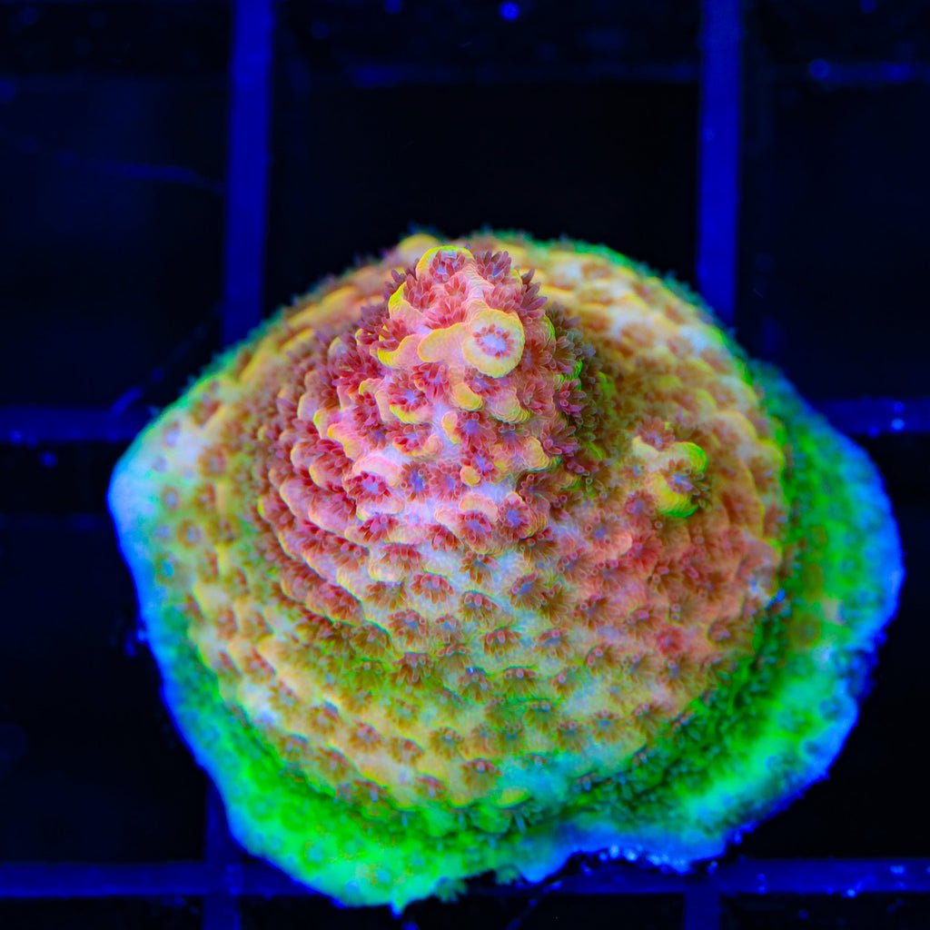 TSA Lion O Acropora Coral