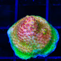 TSA Lion O Acropora Coral