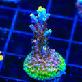TSA Spyro the Dragon Acropora Coral