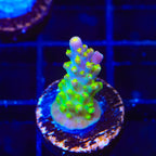 CC Banana Hammock Acropora Coral