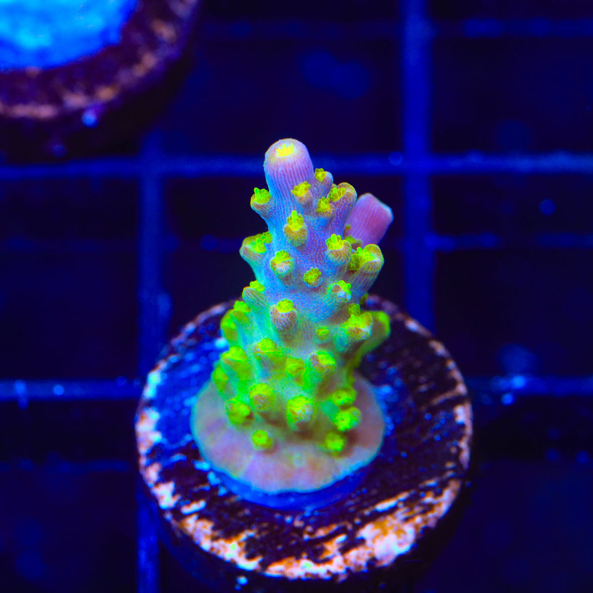 CC Banana Hammock Acropora Coral