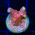 TSA Lion O Acropora Coral