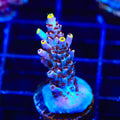TSA Spyro the Dragon Acropora Coral