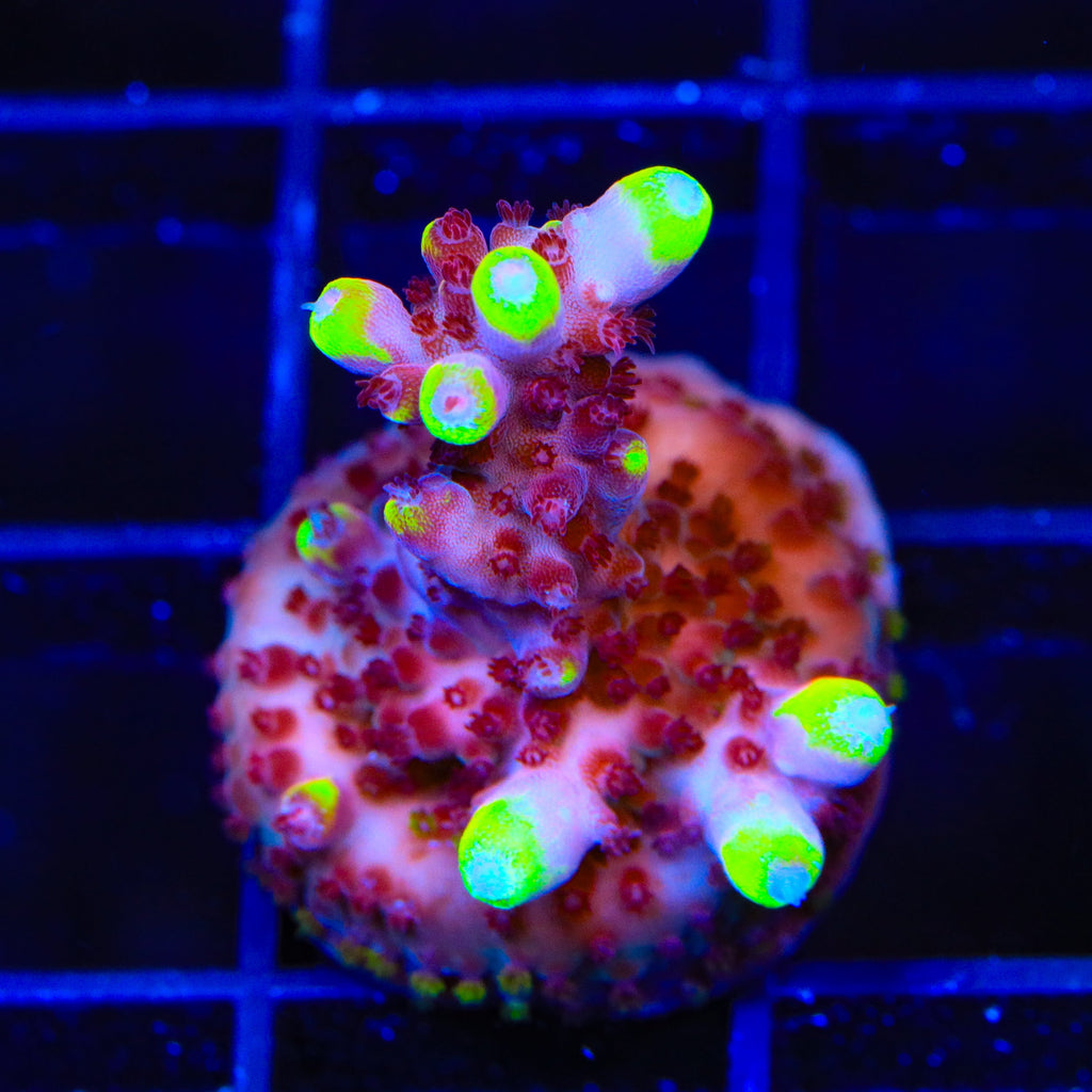 JF Fox Flame Acropora Coral