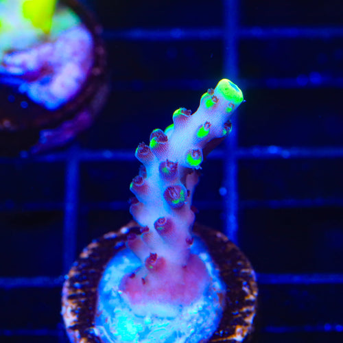 TSA Blue Flame Acropora Coral