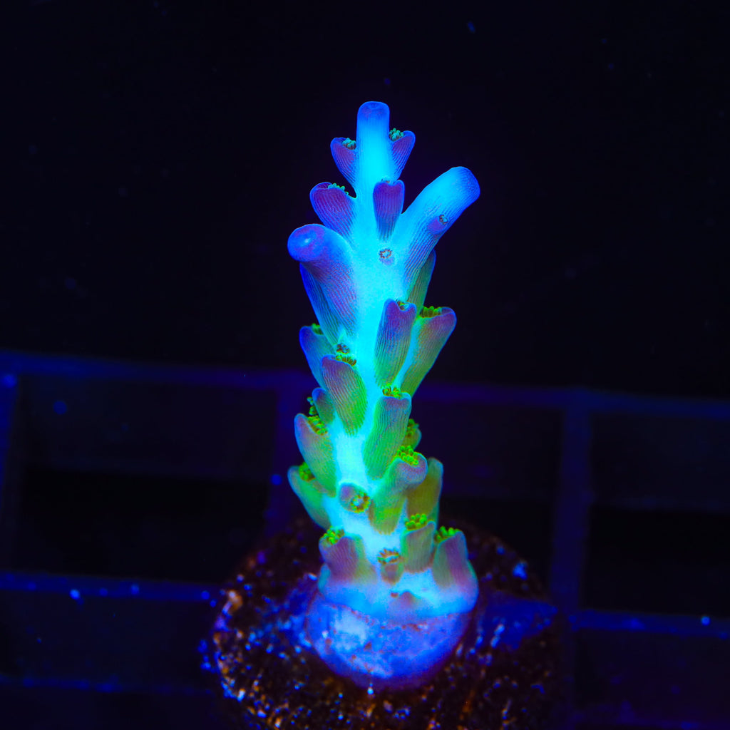 ORA Pearlberry Acropora Coral