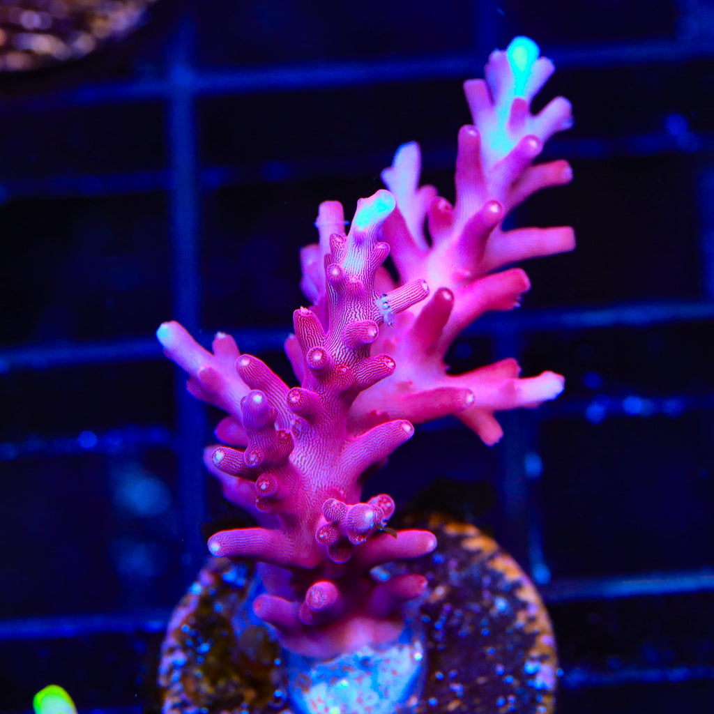 OG Red Dragon Acropora Coral