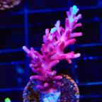 OG Red Dragon Acropora Coral