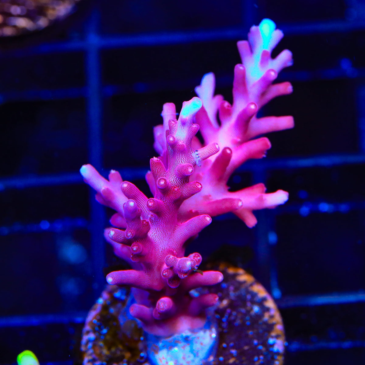 OG Red Dragon Acropora Coral