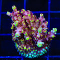 TGC Red Cadillac Acropora Coral