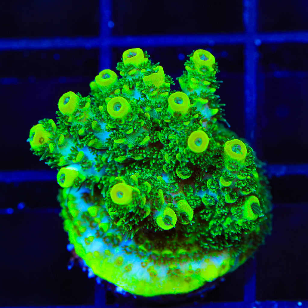 ORA Green Planet Acropora Coral