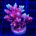 TSA Bo Katan Acropora Colony Coral