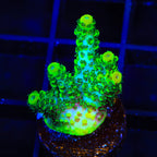 ORA Green Planet Acropora Coral