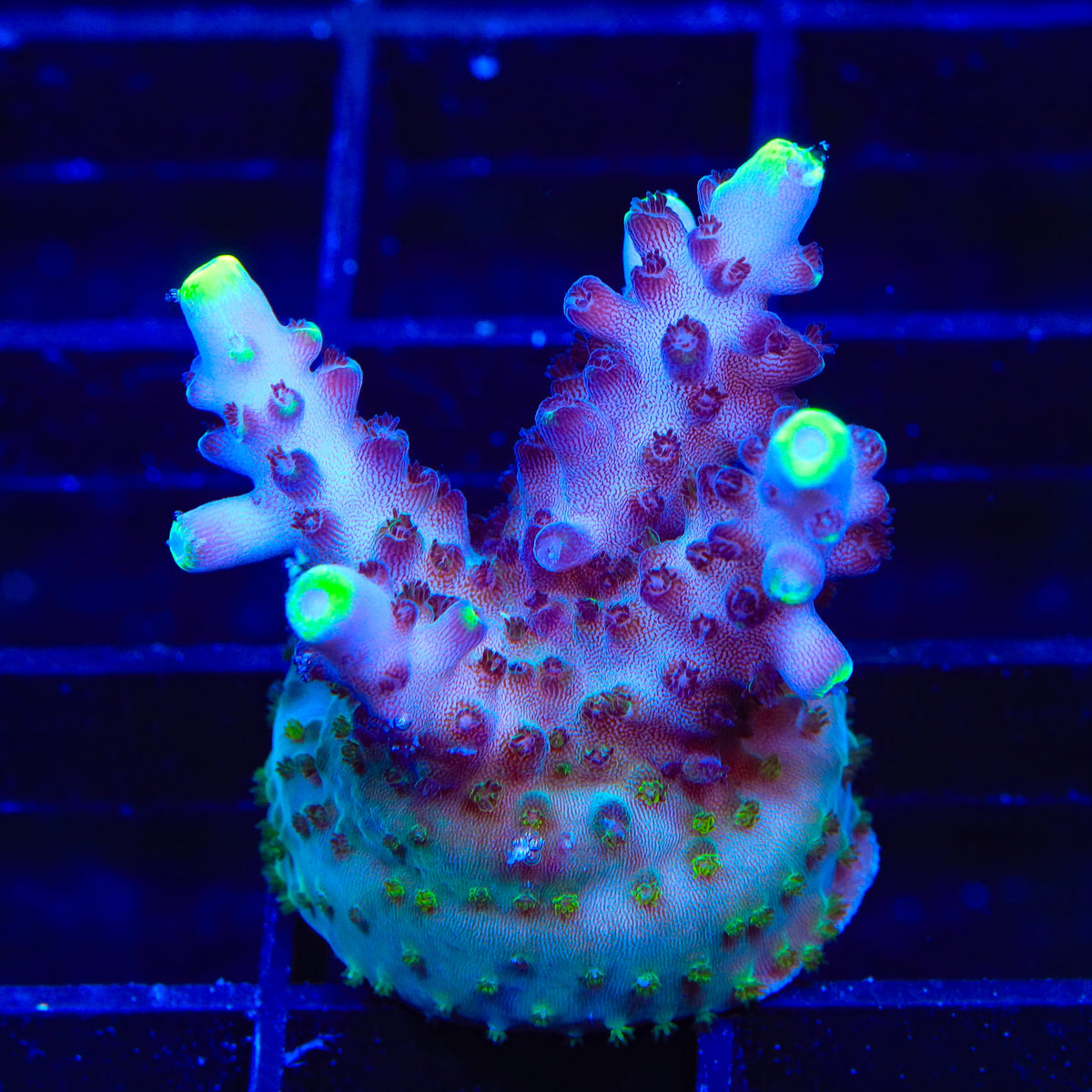 TSA Blue Flame Acropora XL Frag Coral