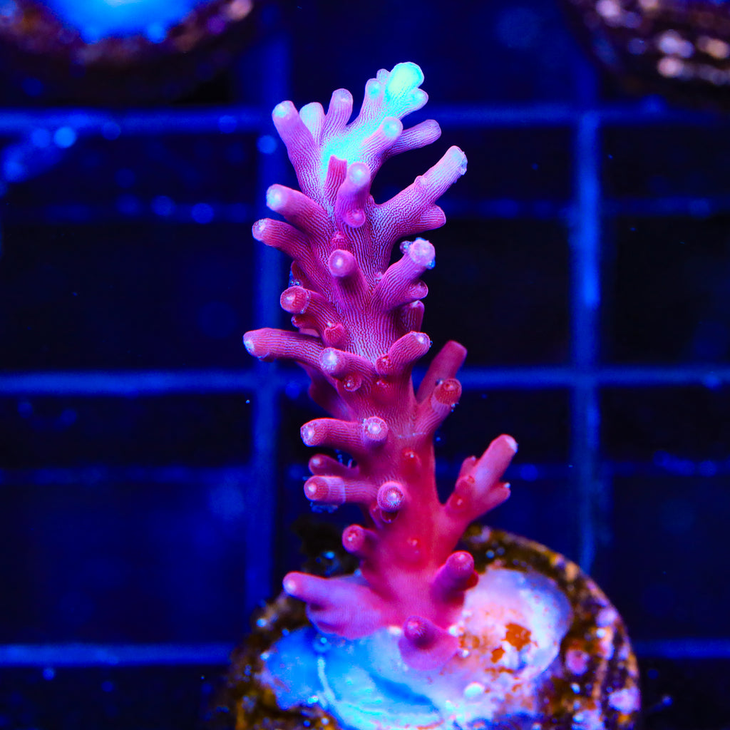 OG Red Dragon Acropora Coral