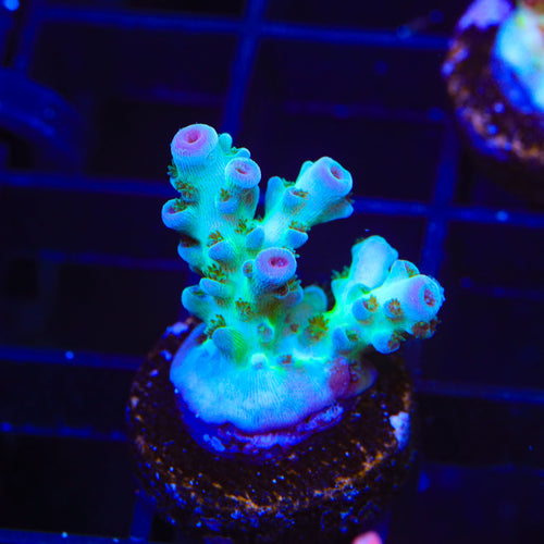 TSA Blueberry Sarmentosa Acropora Coral