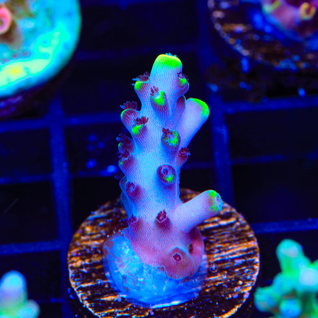 TSA Blue Flame Acropora Coral