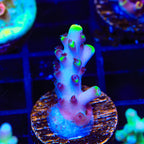 TSA Blue Flame Acropora Coral