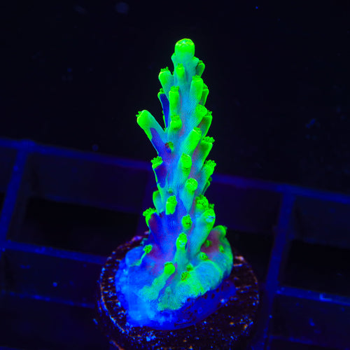 UW Oompa Loompa Splice Acropora Coral