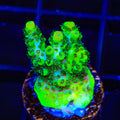 ORA Green Planet Acropora Coral