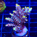 TSA Spyro the Dragon Acropora XL Frag Coral